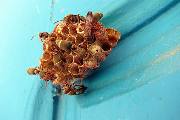 Wasps working on their nest in a health centre